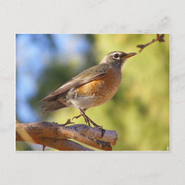 Arizona Robin Postcard (Front)