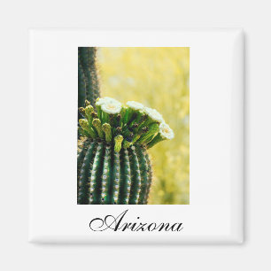 Arizona saguaro blooms magnet