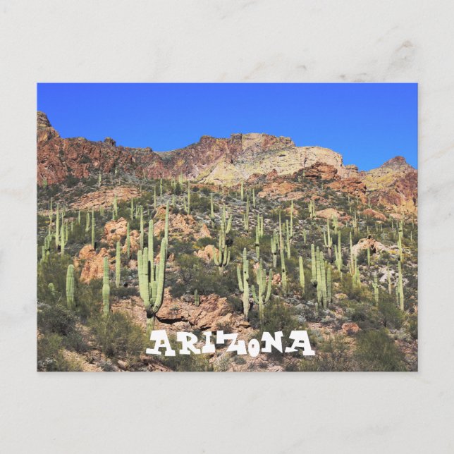 Arizona Saguaro Cactus Postcard (Front)