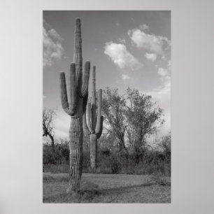 Arizona Saguaro Poster