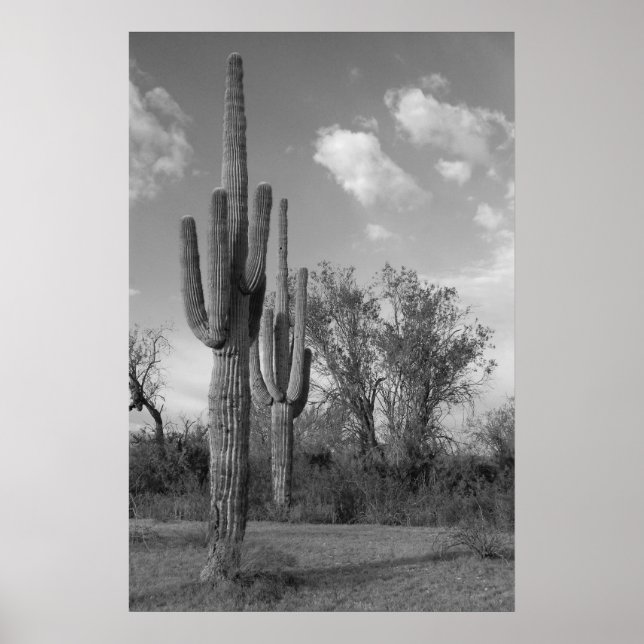 Arizona Saguaro Poster (Front)