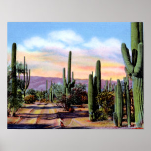 Arizona Sonoran Desert Scene Poster