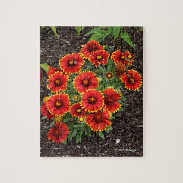 Arizona Sun Blanketflowers Jigsaw Puzzle (Vertical)