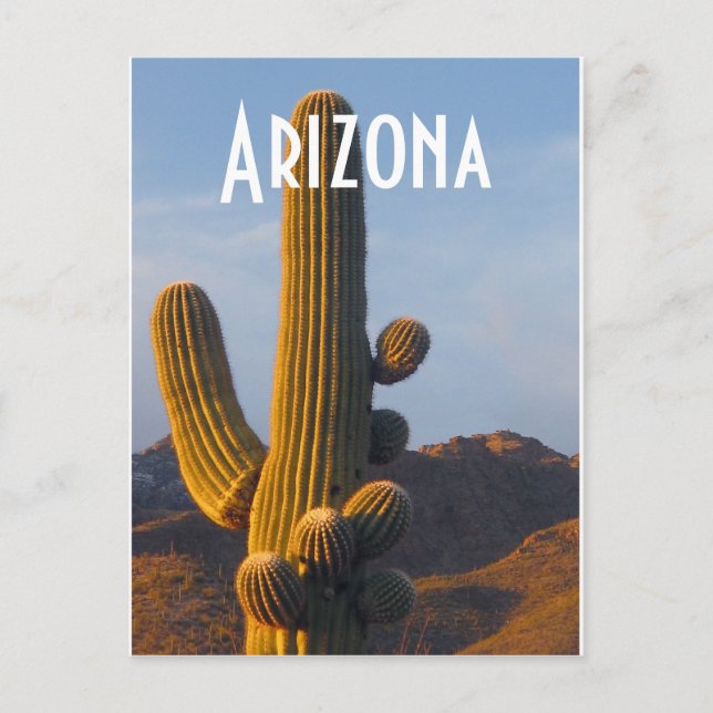 Arizona Sunlit Saguaro Postcard (Front)