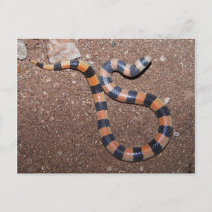 Arizona Variable Sandsnake Postcard