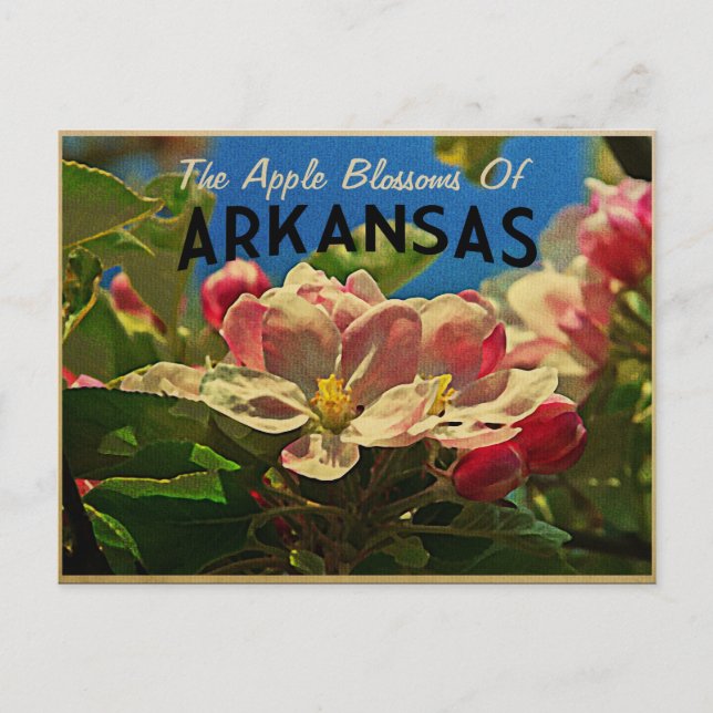 Arkansas Apple Blossoms Postcard (Front)
