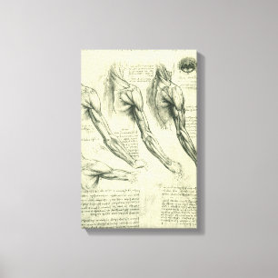Arm and Shoulder Anatomy by Leonardo da Vinci Canvas Print
