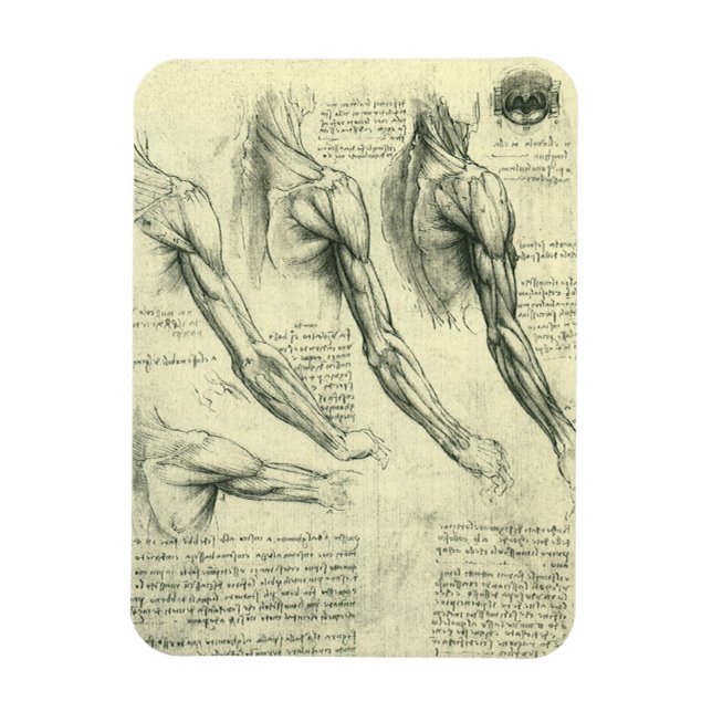 Arm and Shoulder Anatomy by Leonardo da Vinci Magnet (Vertical)