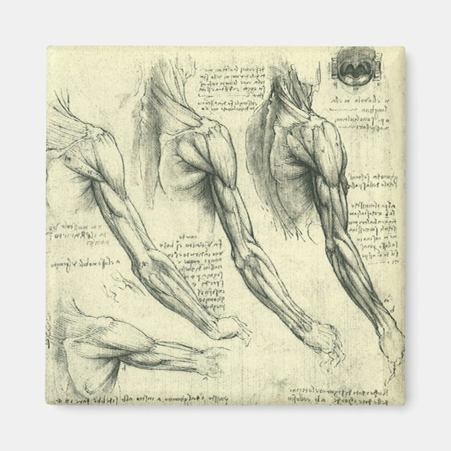 Arm and Shoulder Anatomy by Leonardo da Vinci Magnet (Front)