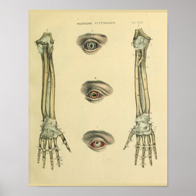 Arm Hand Bones Eyes Anatomy Art Print (Front)