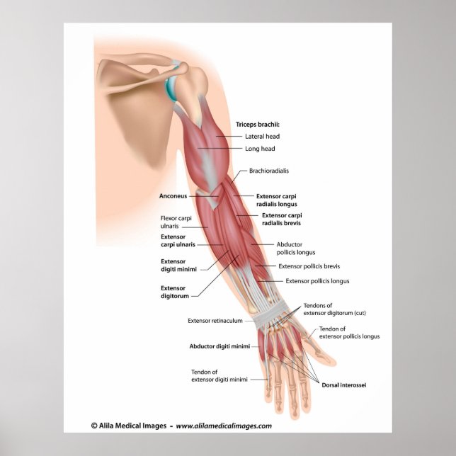 Arm muscles posterior view, labelled drawing. poster (Front)