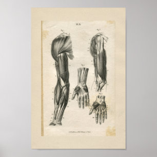 Arm Muscles Vintage Anatomy Print