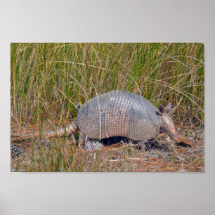 Armadillo, Bear Island Wildlife Area, S. Carolina Poster