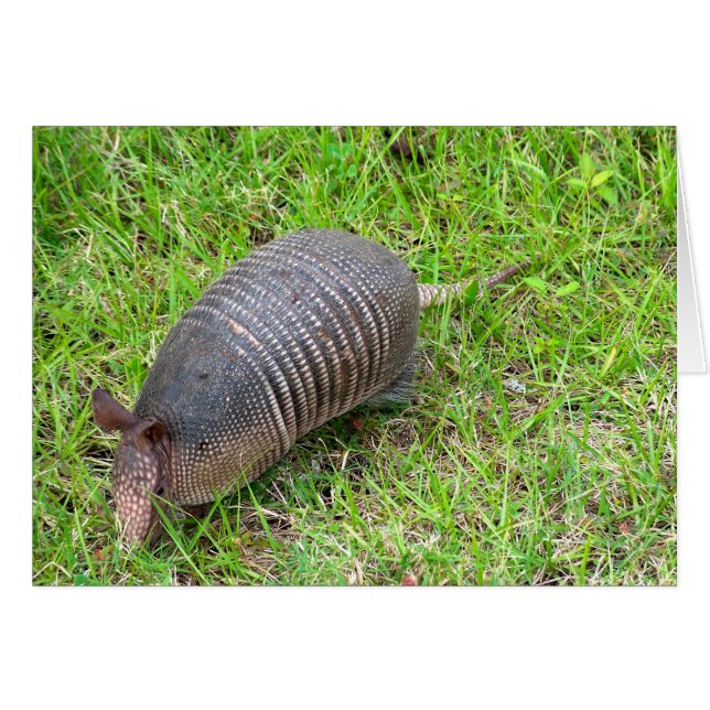 Armadillo in Green Grass (Front Horizontal)