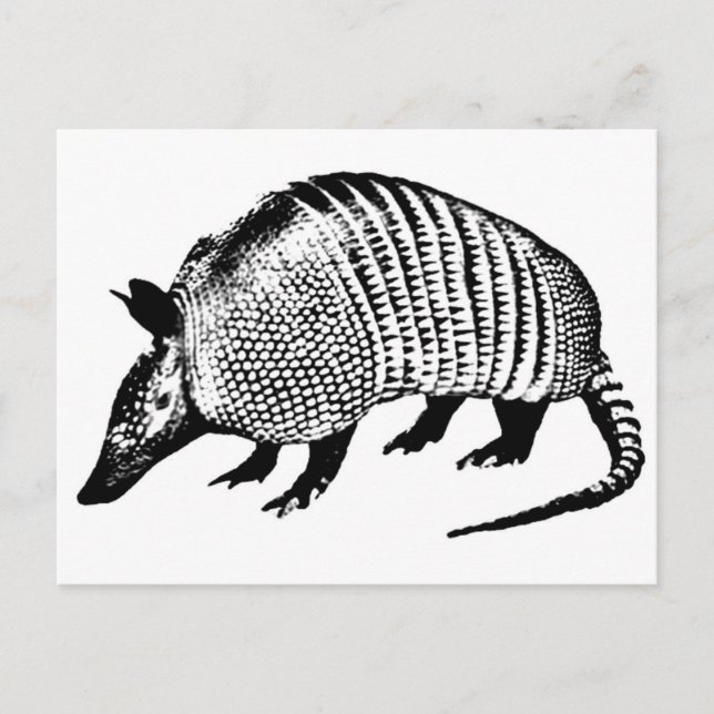 Armadillo Postcard (Front)
