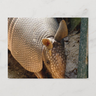 Armadillo Postcard