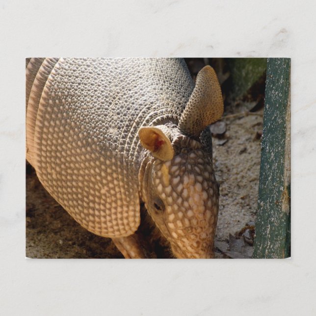 Armadillo Postcard (Front)