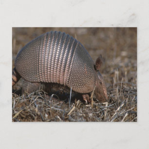 Armadillo Postcard
