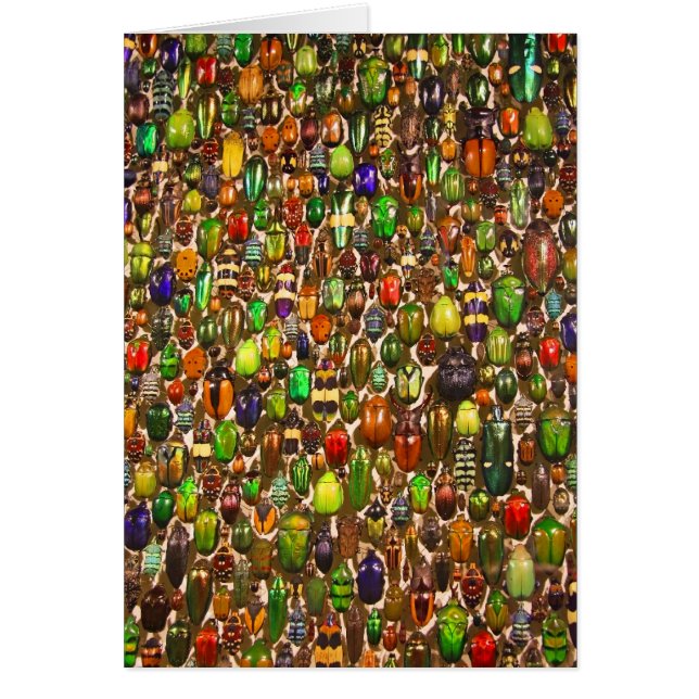 Army of Beetles and Bugs (Front)