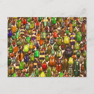 Army of Beetles and Bugs Postcard