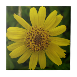 Arnica chamissonis tile