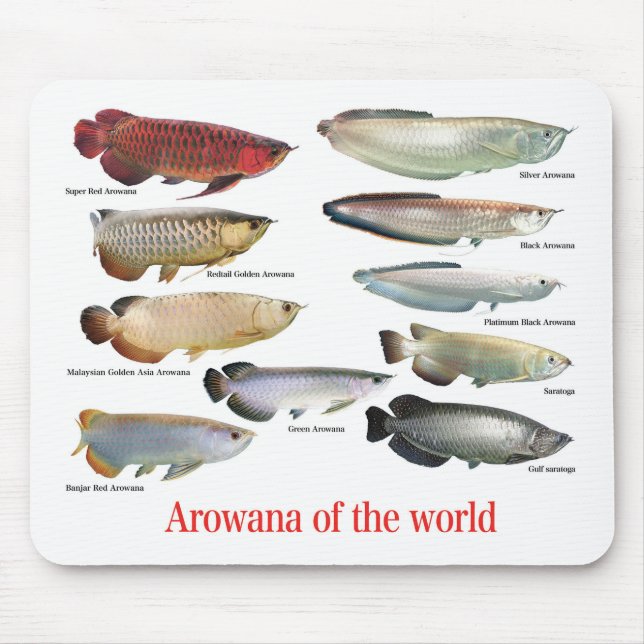 Arowana Mouse Pad (Front)