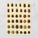 Array of Ladybirds Postcard<br><div class="desc">Illustration of a monograph from Georgiy Jacobson’s "Beetles Russia and Western Europe". 1905-1915. Drawn by O. Somina</div>