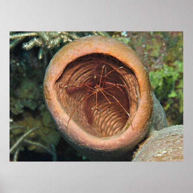 Arrow Crab in a Barrel Poster (Front)