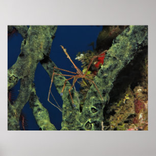Arrow Crab in the Sponge Poster
