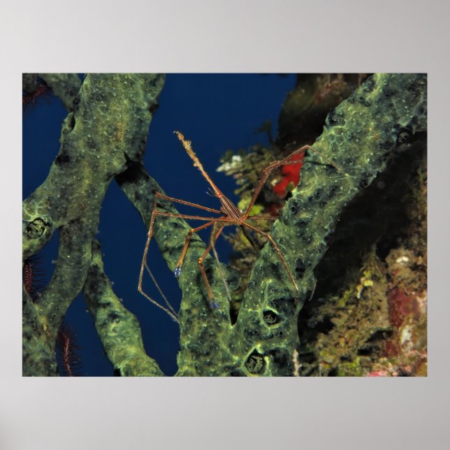 Arrow Crab in the Sponge Poster (Front)