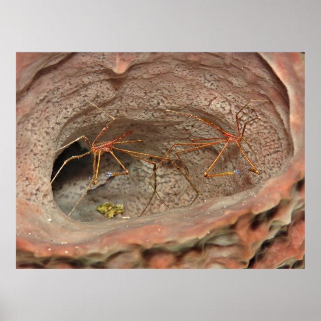 Arrow Crabs in a Barrel Sponge Poster (Front)