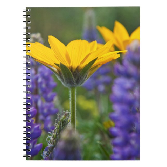 Arrowleaf Balsam Root and Lupine in Spring Bloom Notebook (Front)