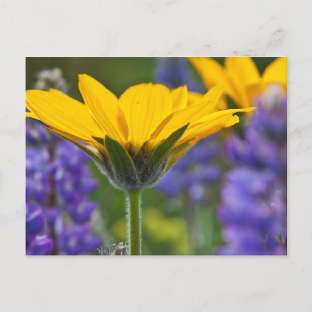 Arrowleaf Balsam Root and Lupine in Spring Bloom Postcard (Front)