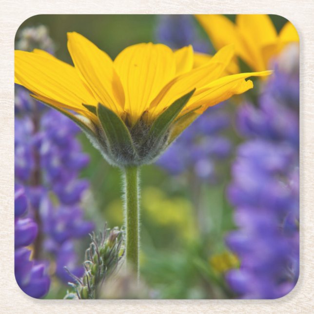 Arrowleaf Balsam Root and Lupine in Spring Bloom Square Paper Coaster (Front)