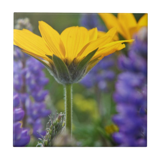 Arrowleaf Balsam Root and Lupine in Spring Bloom Tile (Front)
