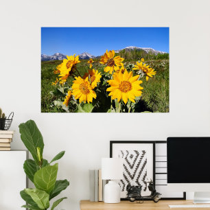 Arrowleaf Balsamroot Framed Print
