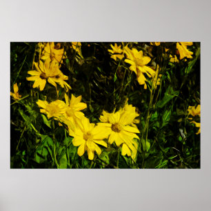 Arrowleaf Balsamroot Yellow Wildflower Abstract Poster