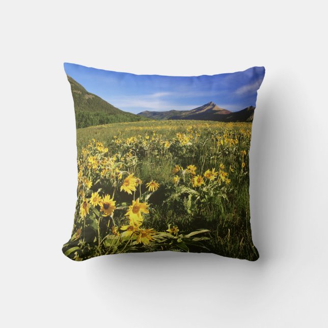 Arrowleaf balsomroot covers the praire with cushion (Front)