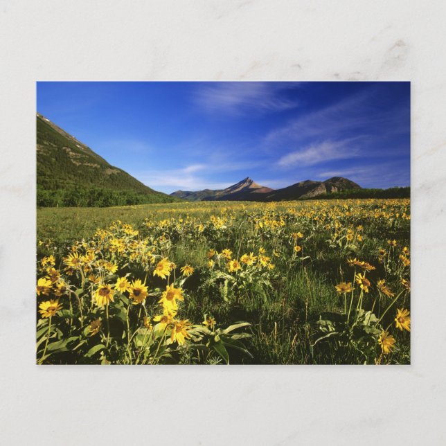 Arrowleaf balsomroot covers the praire with postcard (Front)