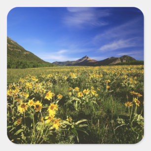 Arrowleaf balsomroot covers the praire with square sticker
