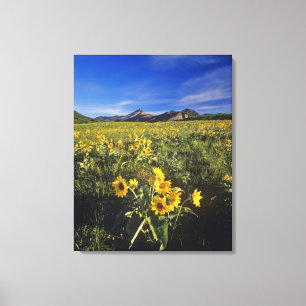 Arrowleaf balsomroot wildflowers in Waterton 2 Canvas Print