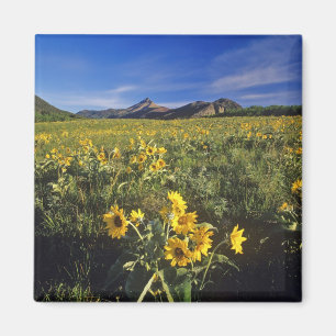 Arrowleaf balsomroot wildflowers in Waterton 2 Magnet