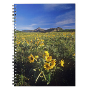 Arrowleaf balsomroot wildflowers in Waterton 2 Spiral Notebook