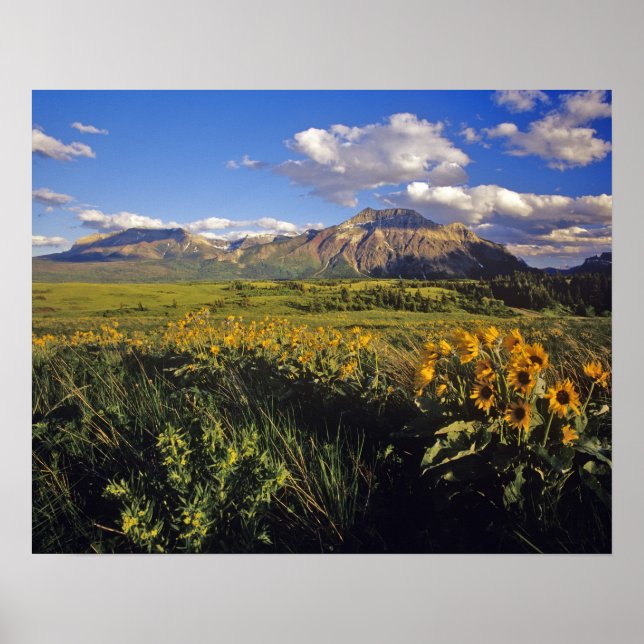 Arrowleaf balsomroot wildflowers in Waterton Poster (Front)