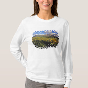Arrowleaf balsomroot wildflowers in Waterton T-Shirt