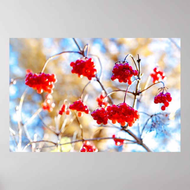 Arrowwood Berries Poster (Front)