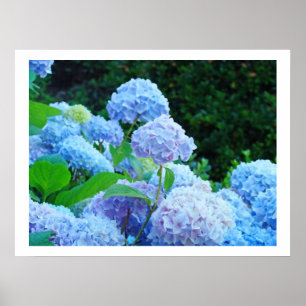 Art Prints Decorative Blue Hydrangea Flowers Flora