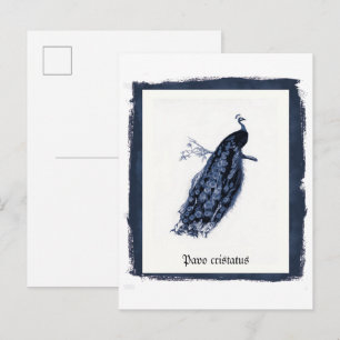 Art Remix Indian Peacock (Pavo Cristatus) Poster Postcard