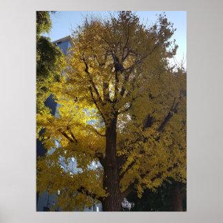 Art Through Lens Poster