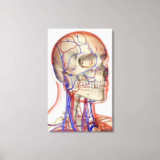 Arteries and veins in the head and neck canvas print (Front)